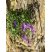 Campanule des murailles