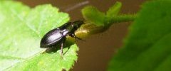 Pterostichus sp sous réserve