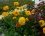 Jardinière fleurie. Rudbeckia laciniata "Goldquelle"