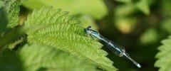 Agrion à larges cercoïdes Erythromma lindenii