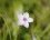 Fleur d'érodium acaule - sous réserve