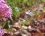 Moro sphinx - Macroglossum stellatarum
