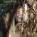 Orobanche sp.