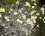 Helichrysum petiolare.