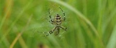 Argiope frelon