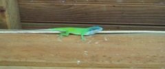 Gecko phyllodactylus palmeus