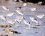Calidris alba