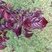 Prunier Cerise