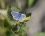Azuré de la bugrane - Argus bleu