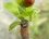 Hippodamia variegata