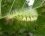Elkneria pudibunda (puribonde)