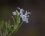 Fleur de romarin - Rosmarinus officinalis