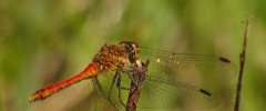 Sympetrum rouge sang Sympetrum sanguineum