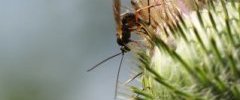 Ichneumon