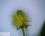 Renoncule abortive : fleur