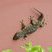 Gecko (Tarente de Maurétanie)