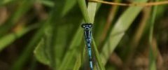 Agrion joli sous réserve