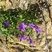 Campanule des murailles