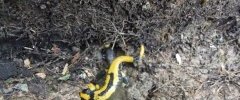Salamandre tâchetée