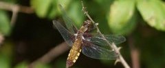 Libellula depressa Libellule déprimée