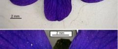 Violette papilionacée