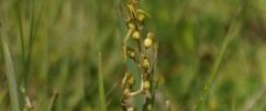 Listère à feuille ovale