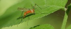 Tipule parasité