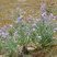 Giroflée des dunes (matthiola sinuata)