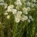 Grande marguerite