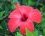 Fleur d'Hibiscus rosa sinensis