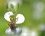 Agapostemon Virescens