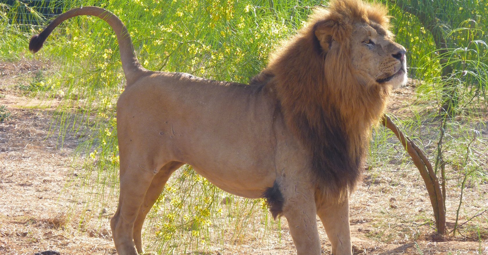 lion-de-l-atlas-panthera-leo-leo-les-taxinomes