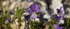 Violette de Rouen