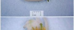 Vaccinium sp