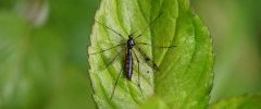 Tipula contaminata