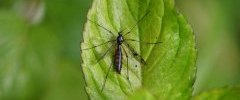 Tipula contaminata