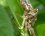 Exuvie (mue) de larve de zygoptère
