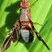 Delphinia picta