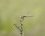 Sympetrum de fonscolombe - femelle
