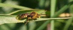 Nomada sp