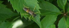 Tenthrède campestris sous réserve