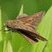 Hespérie rurale (Euphyes vestris)