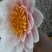 Nénuphar