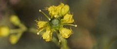 Fleur de Rue à feuilles étroites sous réserve