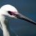 Aigrette garzette