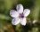 Fleur d'érodium bec de grue