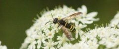 Tenthredo scrophulariae sous réserve