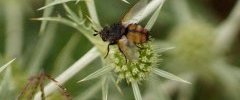 Tachina magnicornis sous réserve