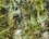 Cladonia sp. et autre lichen et mousse