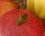 Sauterelle verte, Tettigonia viridissima